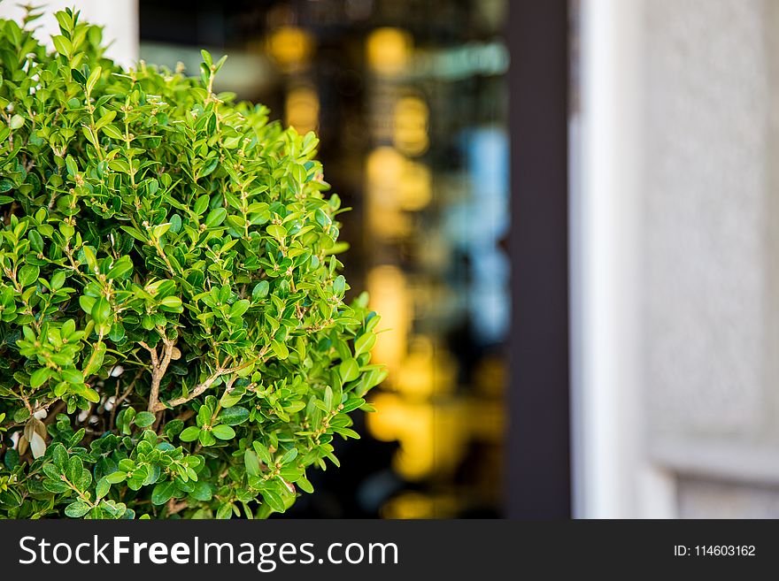 Selective Focus Photography of Ixora Plant