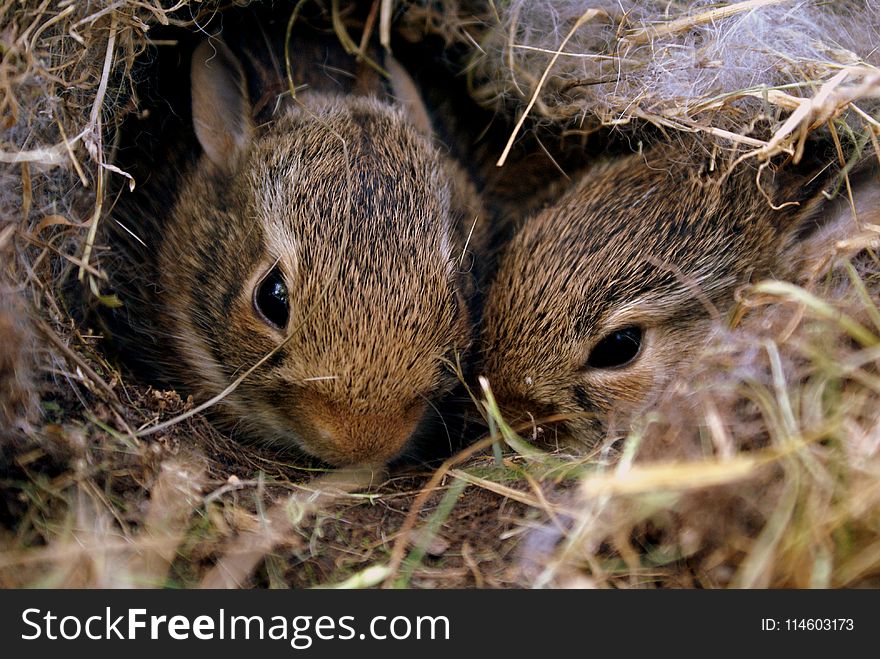 Two Brown Rabbits