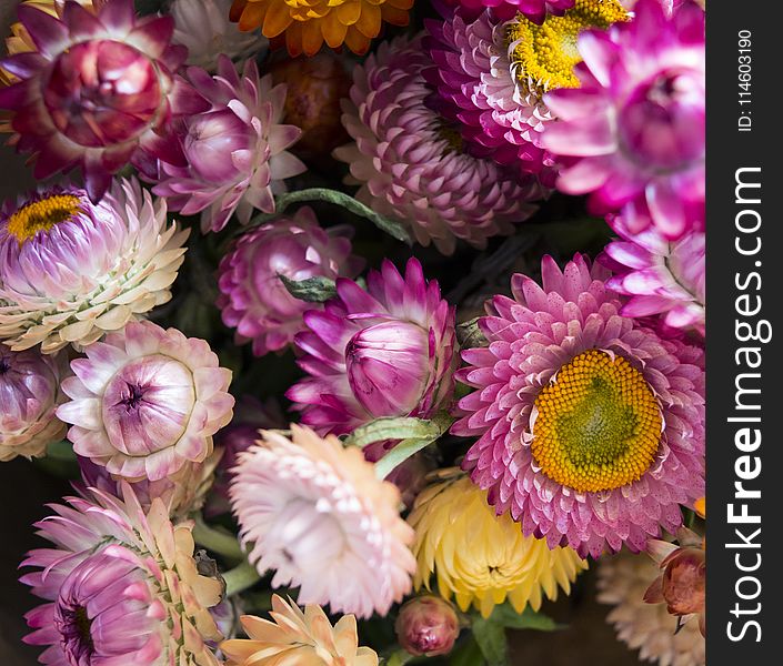 Purple And White Multi-petaled Flower Lot Closeup Photography