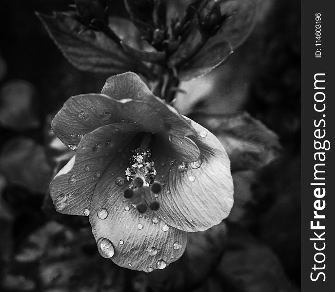 Grayscale Photo of Petaled Flower