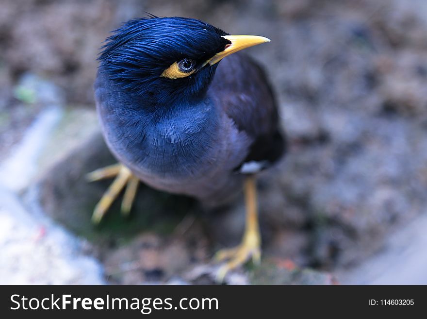 Focus Photography of Common Myna Bird