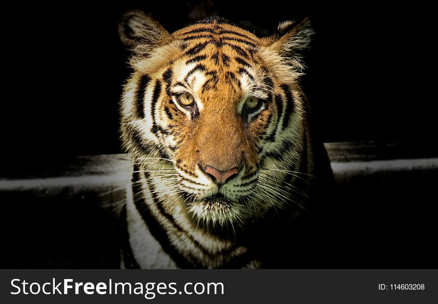 Wildlife Photography of Tiger
