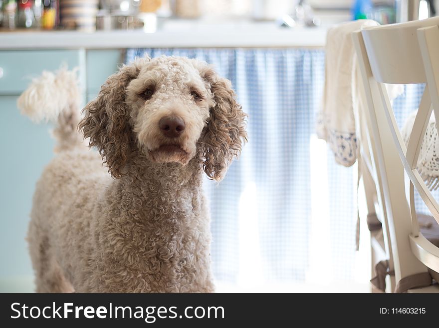 Close-Up Photography of Poodle