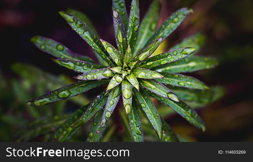 Close-Up Photography Of Leaves With Waterdrops