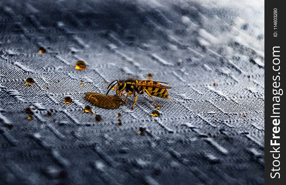 Macro Photography Of Wasp