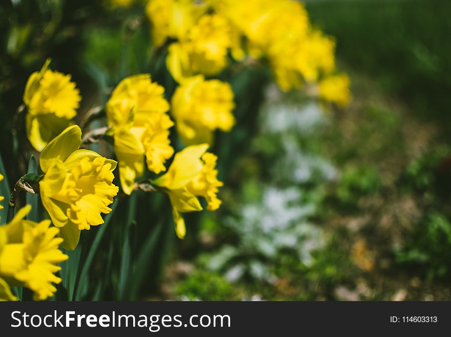 Close-Up Photography of Yellow Daffodil Flowers