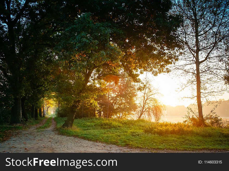 Landscape Photography of Green Leafed Trees