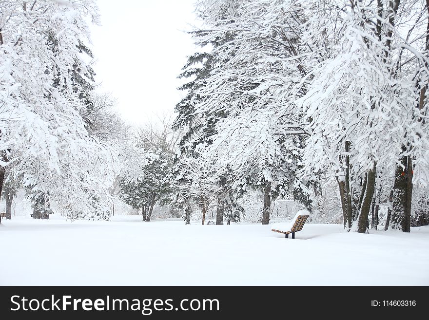Photography Of Fir Trees Covered in SNow