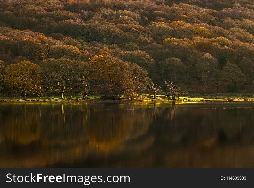 Calm Body of Water Surrounded With Forest