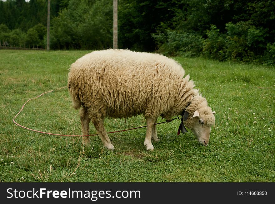 White Sheep On Grass