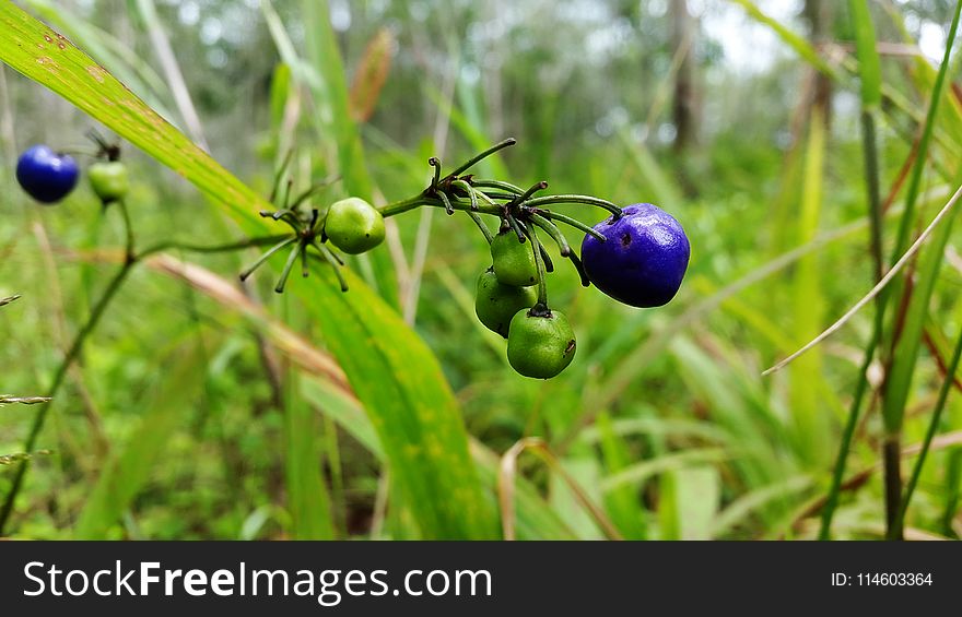 Green and Purple Fruit