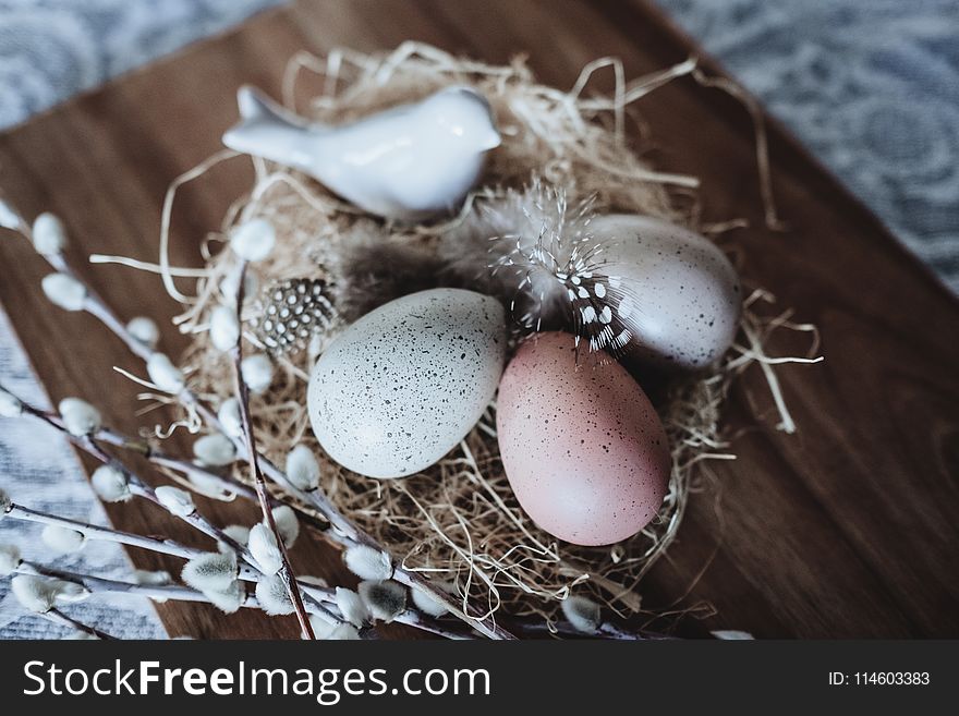 Photography of Three Quail Eggs on Nest Decor