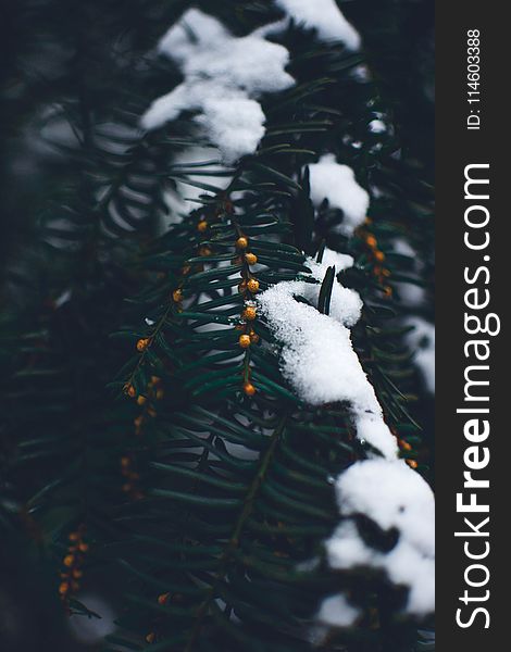 Close Photo Of Green Leaf Tree Covered With Snow