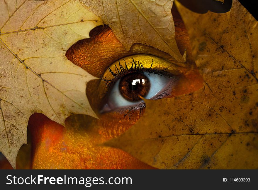 Brown Maple Leaf With Person&x27;s Eye