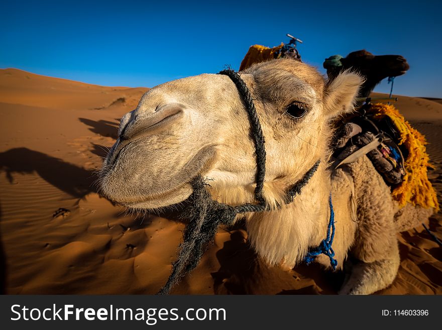 Front View of a Camel at the Desert Area