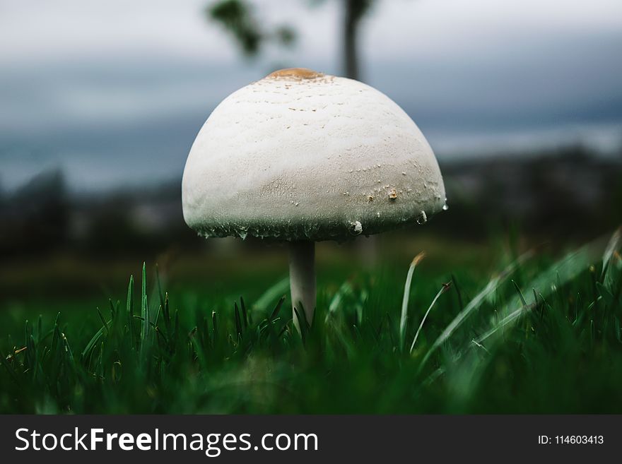 Macro Photography Of White Mushroom