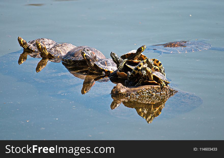 Group of Turtles on Body of Water
