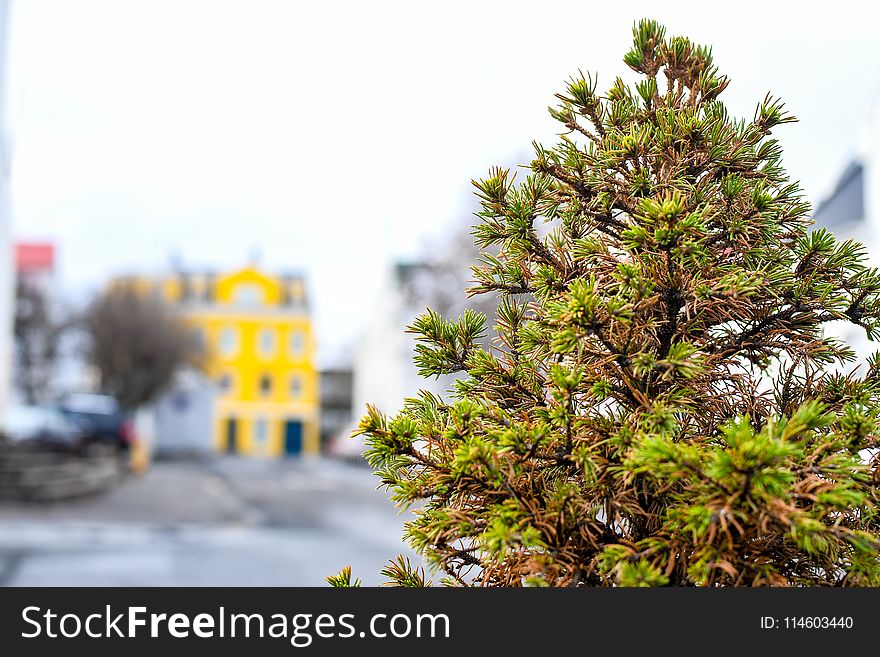 Selective Focus Photography of Green Fern Tree