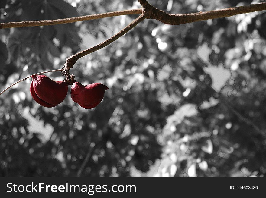 Close Up Photo Of Red Fruit Plant