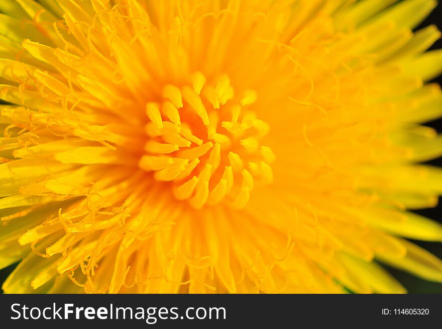 yellow dandelion closeup in sunny summer day