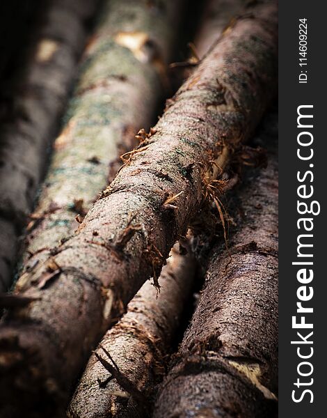 Detail wooden spruce trunk