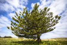 Lone Tree At Griffiths Island Port Fairy Great Ocean Road Melbourne Australia Royalty Free Stock Photo
