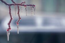 Freezing Rain On The Branches Royalty Free Stock Images