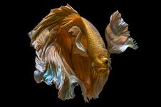 Siamese Fighting Fish, Betta Isolated On Black Background. Stock Image