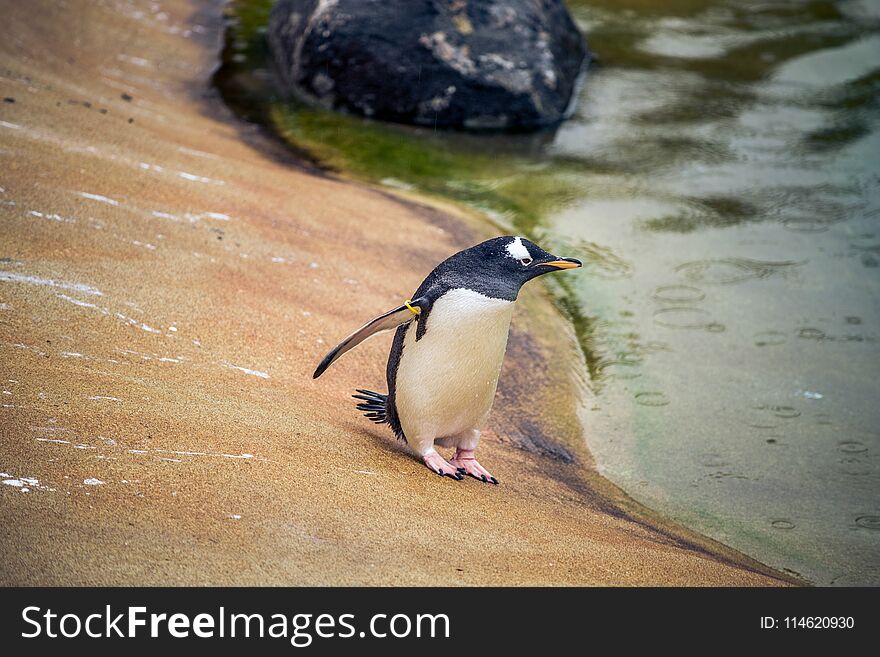 Beautiful Royalty free stock photo. A trio of pengiuns ready for a bath in a zoo in Scotland. Beautiful Royalty free stock photo. A trio of pengiuns ready for a bath in a zoo in Scotland