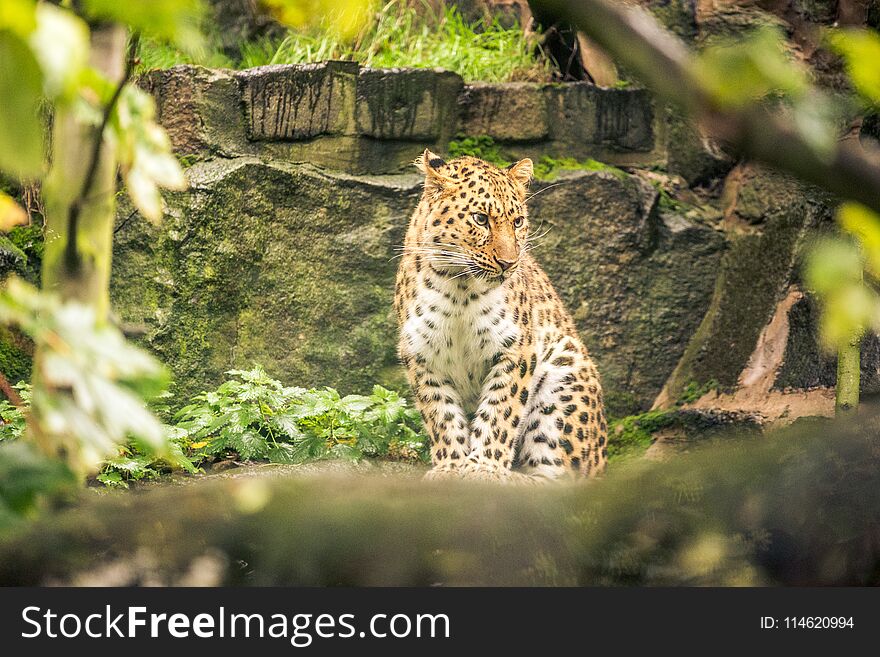 A jaguar stares in a zoo in Scotland