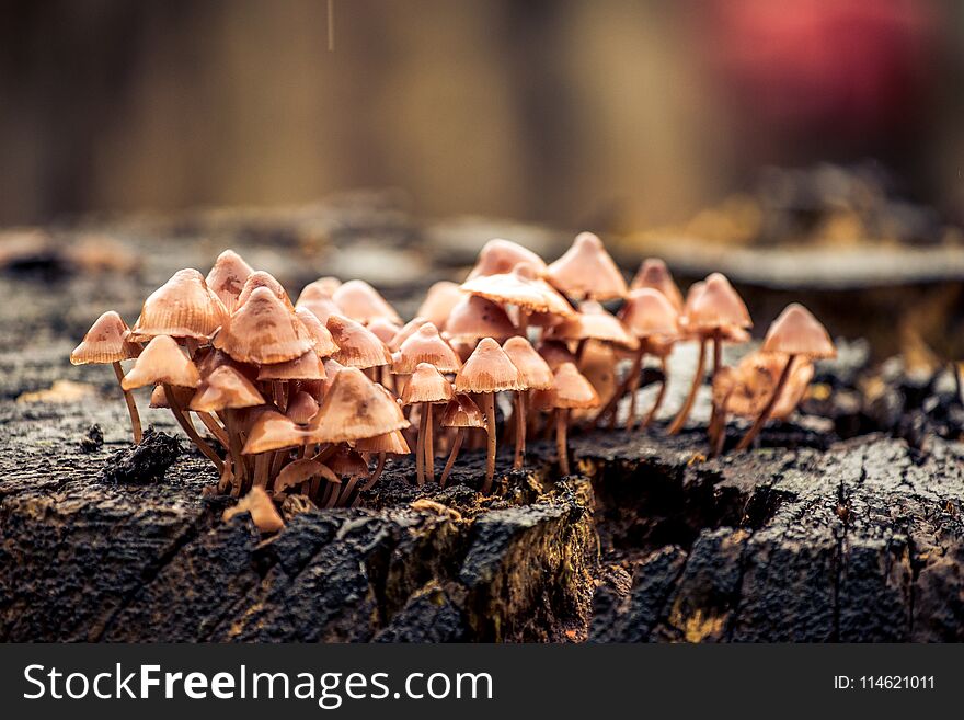 Beautiful Royalty free stock photo. A collection of mushrooms in Scotland