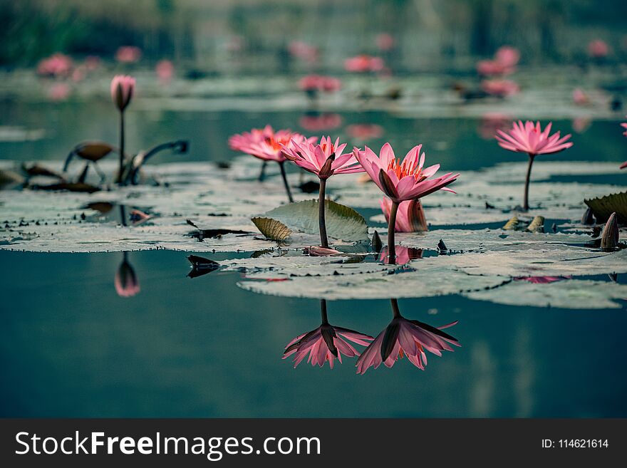 Waterlillies adorn the water in vietnam