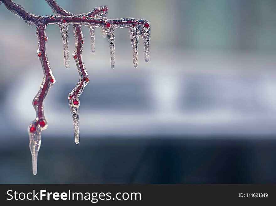 Freezing rain on the branches, close view