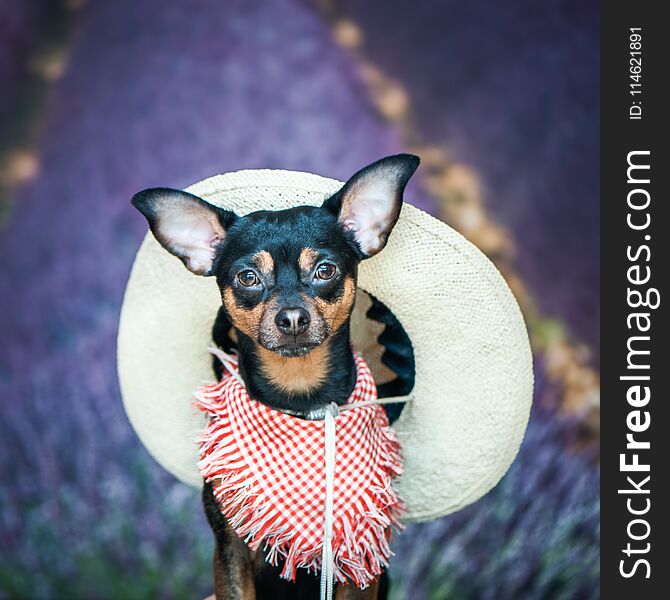 Dof a farmer, an American, a cowboy. Portrait of a dog in a scarf and hat as a farmer, against a background of lavender field