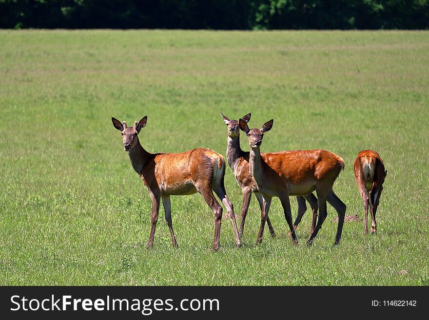 Herd of deers