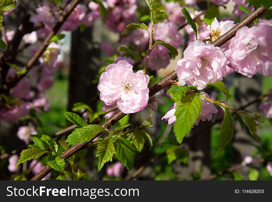 Pink flowers on the branche