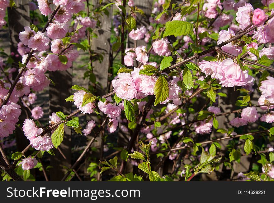 Pink flowers on the branches