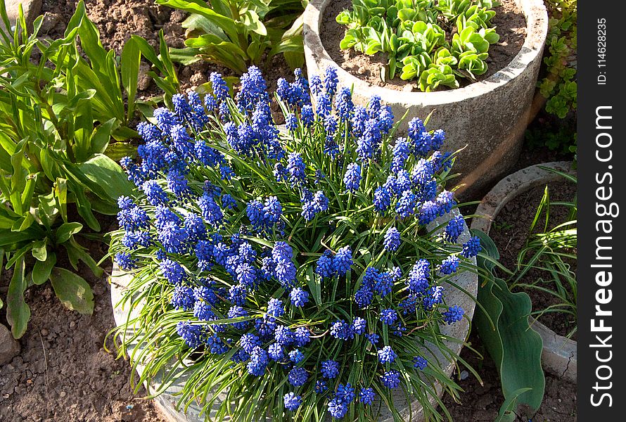 Blue Flowers In The Round Flowerbed