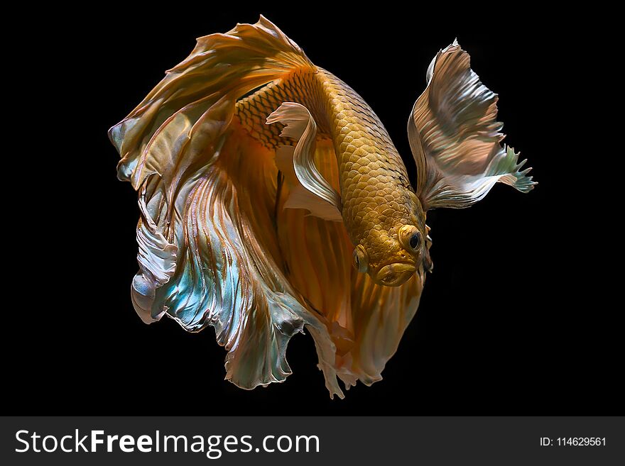 Betta fish gold color siamese fighting fish, betta isolated on black background.