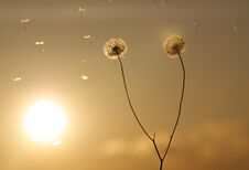 Dandelion On Sunset In Wind Royalty Free Stock Photos