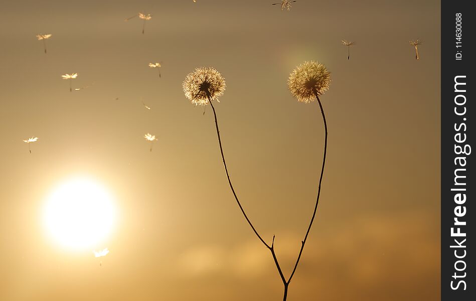 Dandelion on sunset in windy day