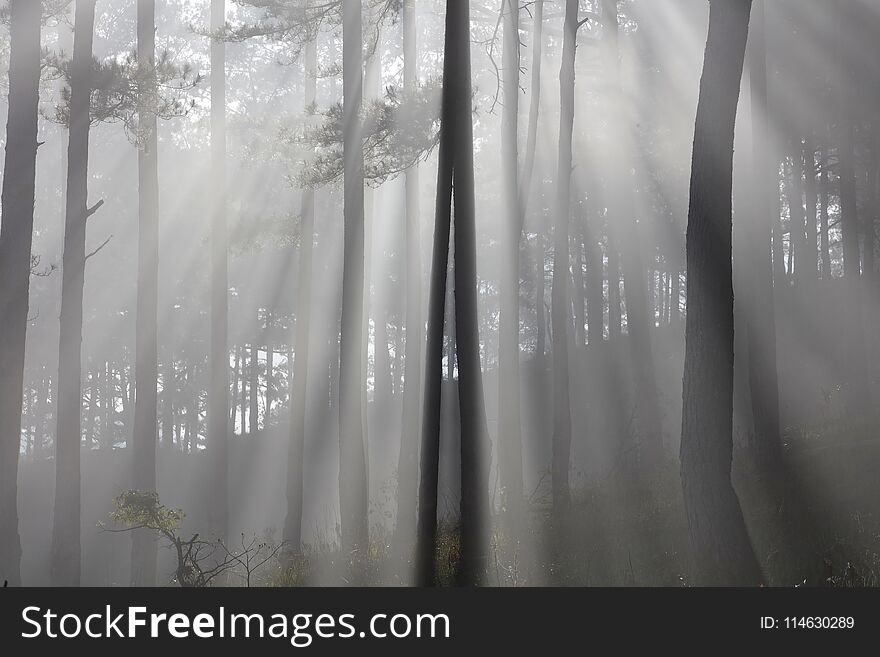 Pine forest sunlight and mist