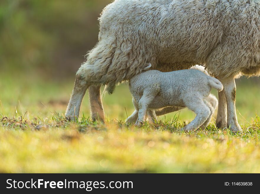 Mother feeding young lambs on pasture, early morning in spring.