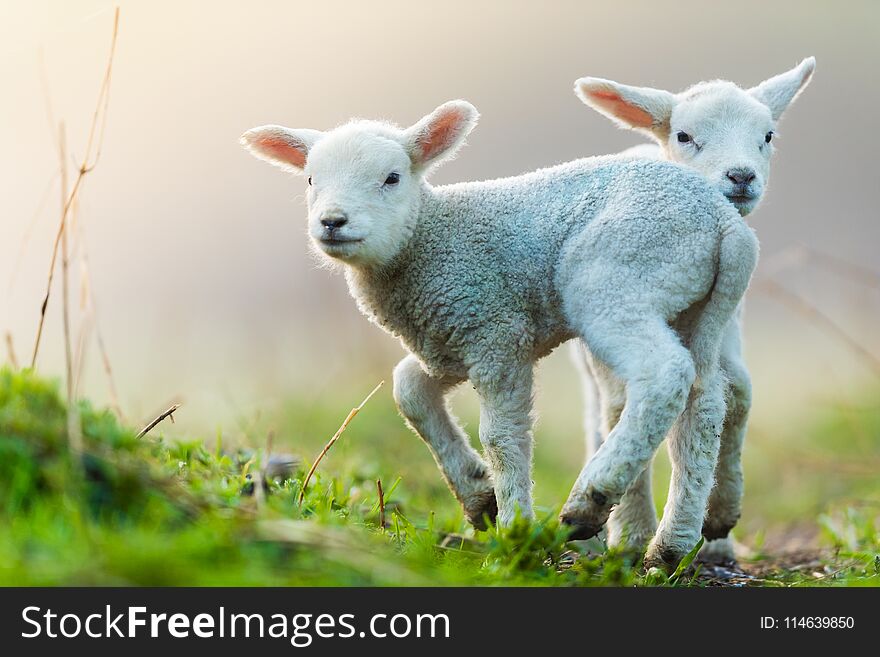 Cute young lambs on pasture, early morning in spring. Symbol of spring and newborn life.