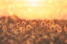 Group Of Dandelion Flowers At Sunset With Blossom And Pollen Stock Photos Group Of Dandelion Flowers At Sunset With Blossom And Pollen Stock Photos