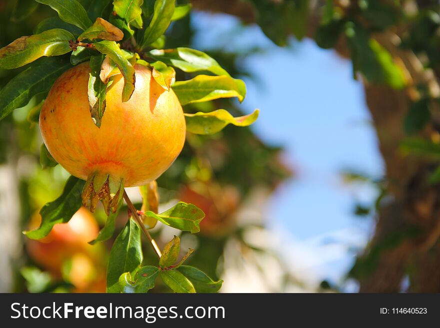 Ripe Pomegranate Fruit On Tree Branch