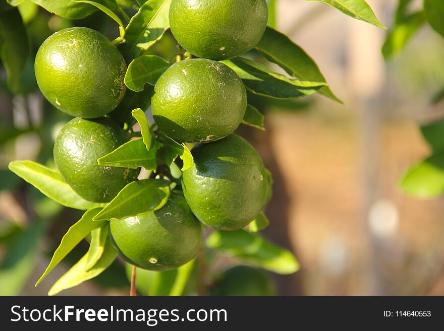 The fruit of lime on a branch close up view