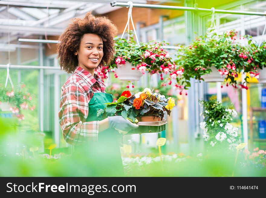 Side View Of A Dedicated Florist Holding A Tray With Decorative Potted Flowers