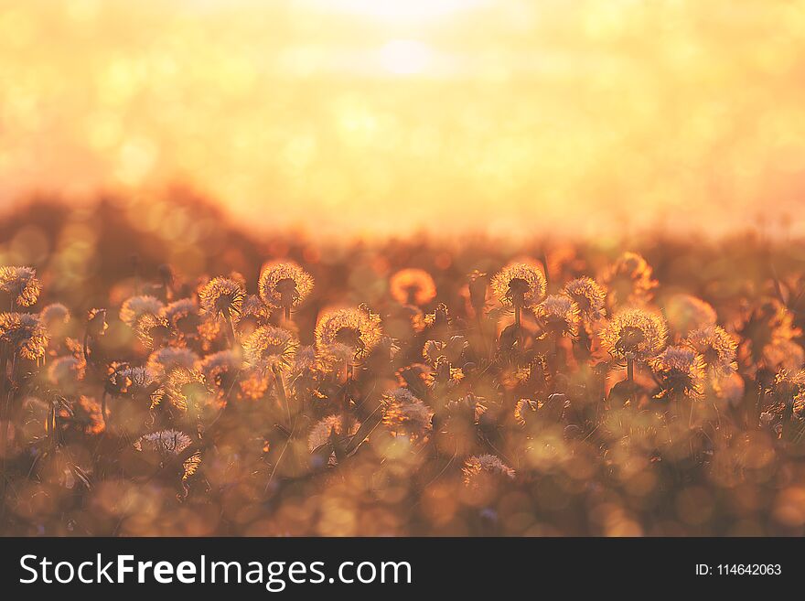 Group of dandelion flowers at the sunset with blossom and pollen