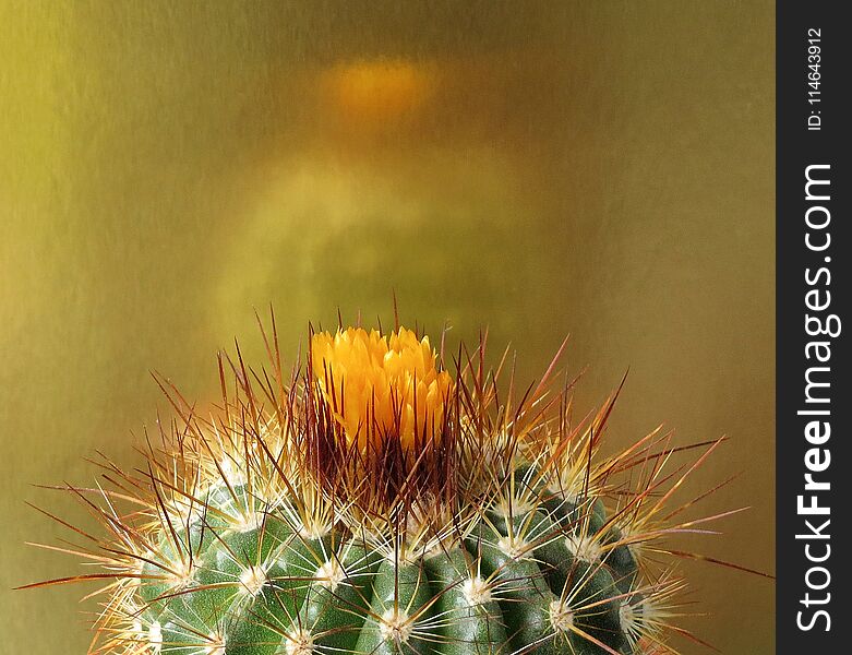 A cactus plant, about to flower, photographed against a gold background in which a small, misty reflection can be seen. A cactus plant, about to flower, photographed against a gold background in which a small, misty reflection can be seen.